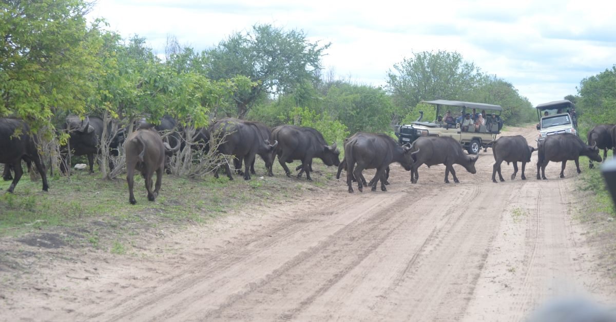 Cape buffalo herd crossing the road during a Chobe game drive, Botswana