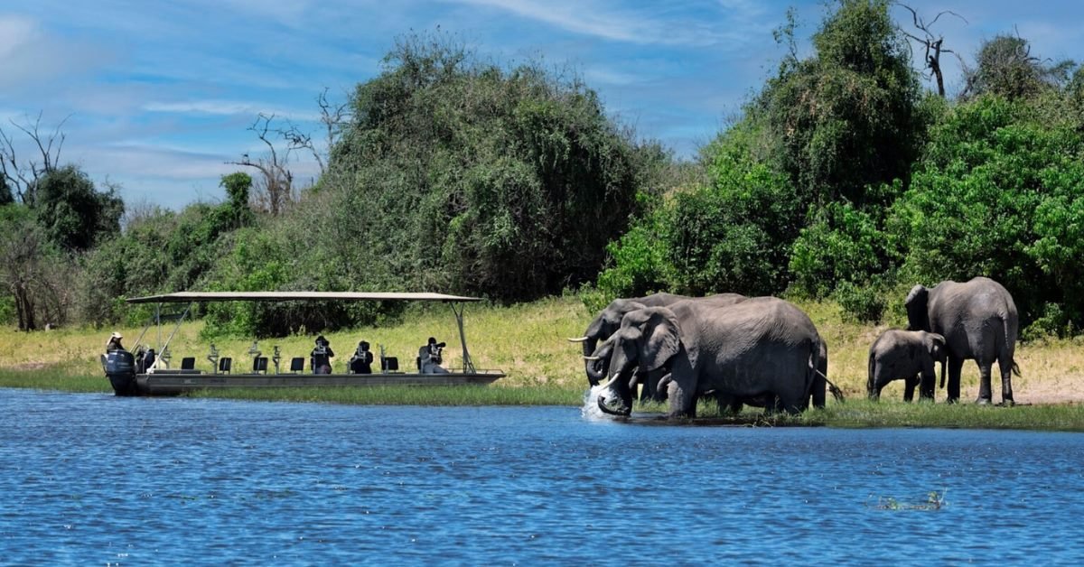 Wildlife on a Chobe River safari cruise, Botswana