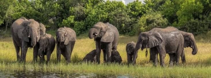 Elephant herd in Chobe National Park