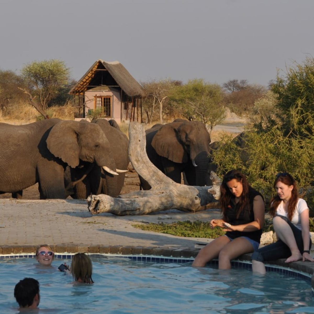 Elephant Art Safari & Lunch near Victoria Falls