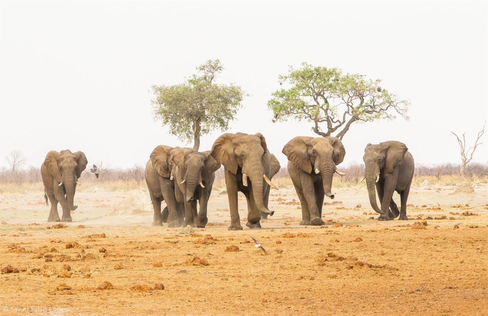 Elephant herd on a Chobe National Park game drive, Botswana