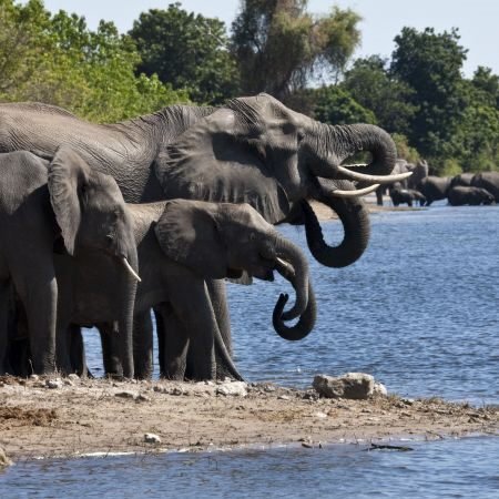 Elephants drinking at the Chobe River during a Botswana safari