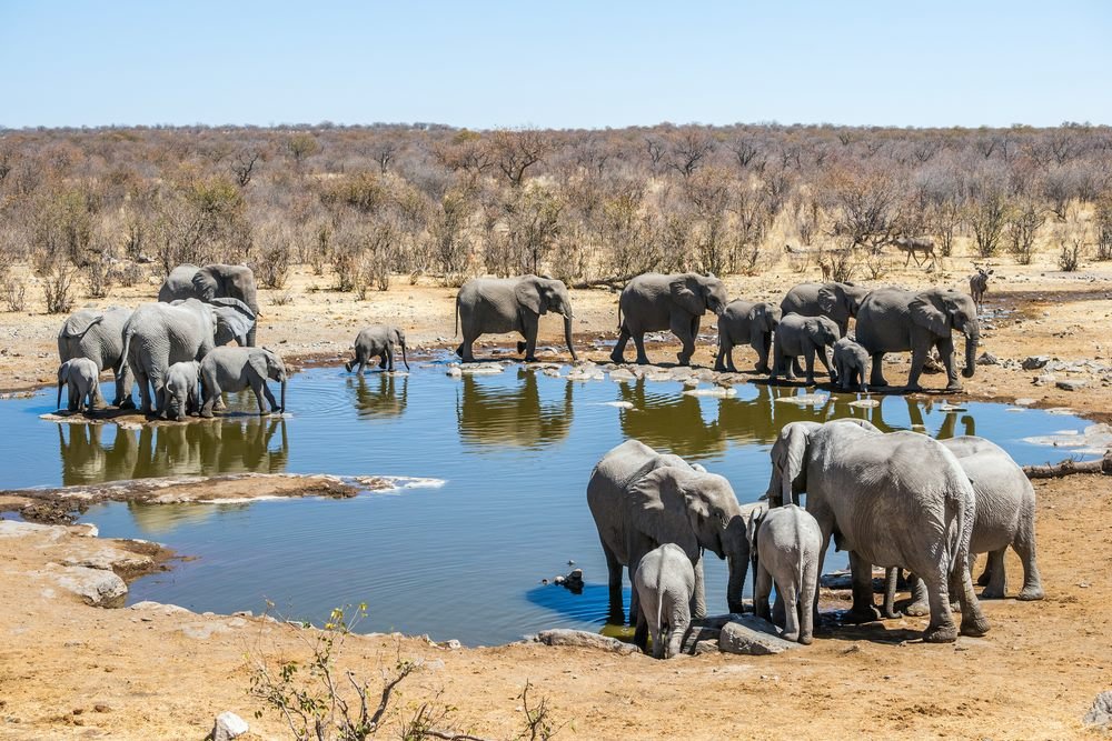 Elephants at an Etosha National Park waterhole, Namibia