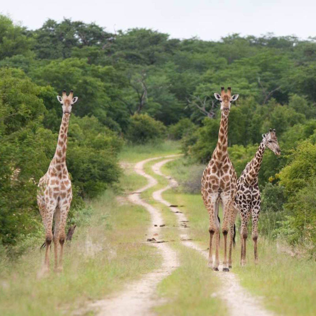 Giraffe sighting on a Chobe game drive, Botswana