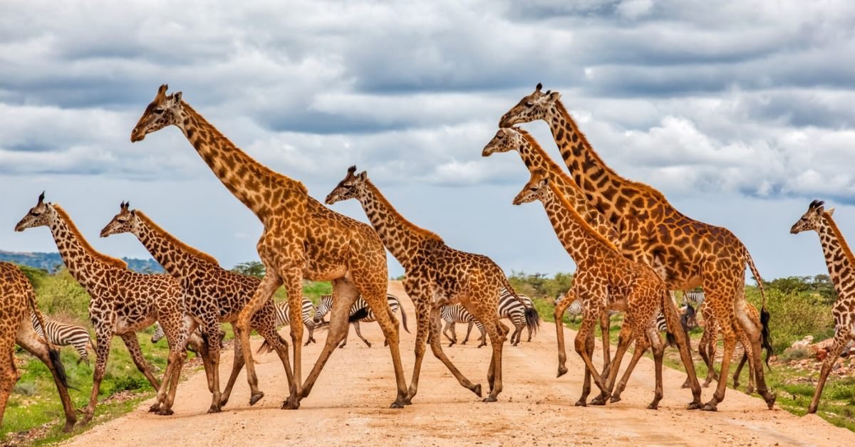 Giraffes spotted on an African safari game drive in Botswana