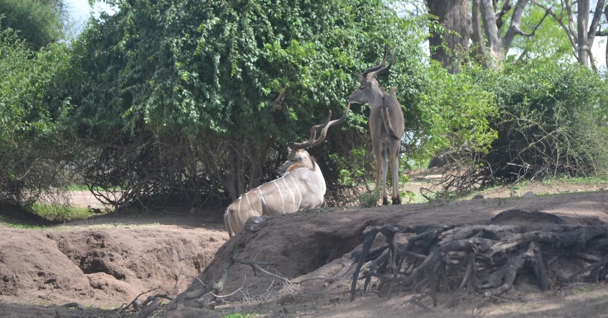 Horse back safari near Victoria Falls