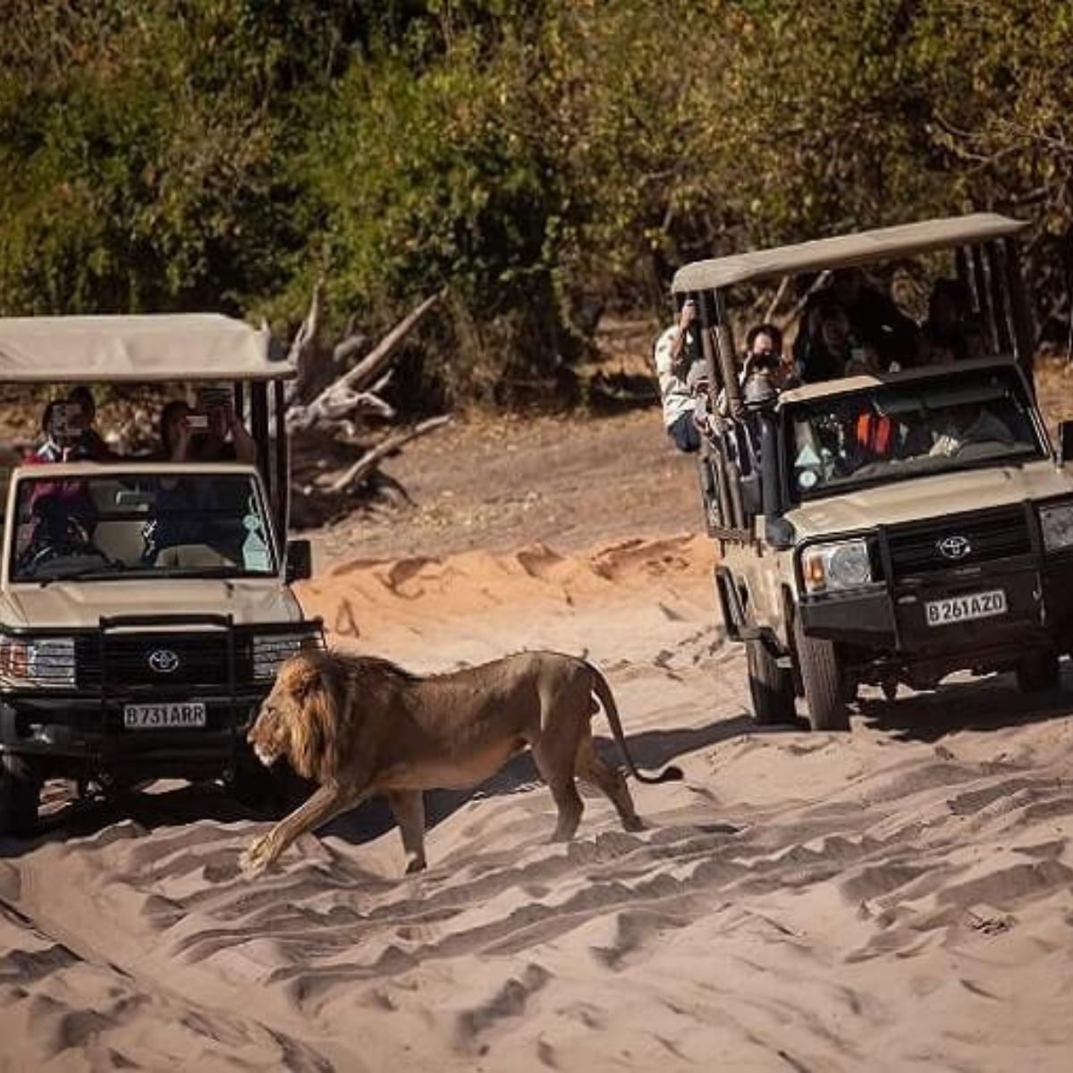 Lion sighting on a Chobe game drive, Botswana