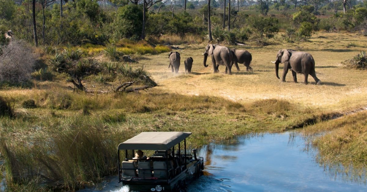 Moremi Game Reserve game drive, Chobe and Botswana safari explorer
