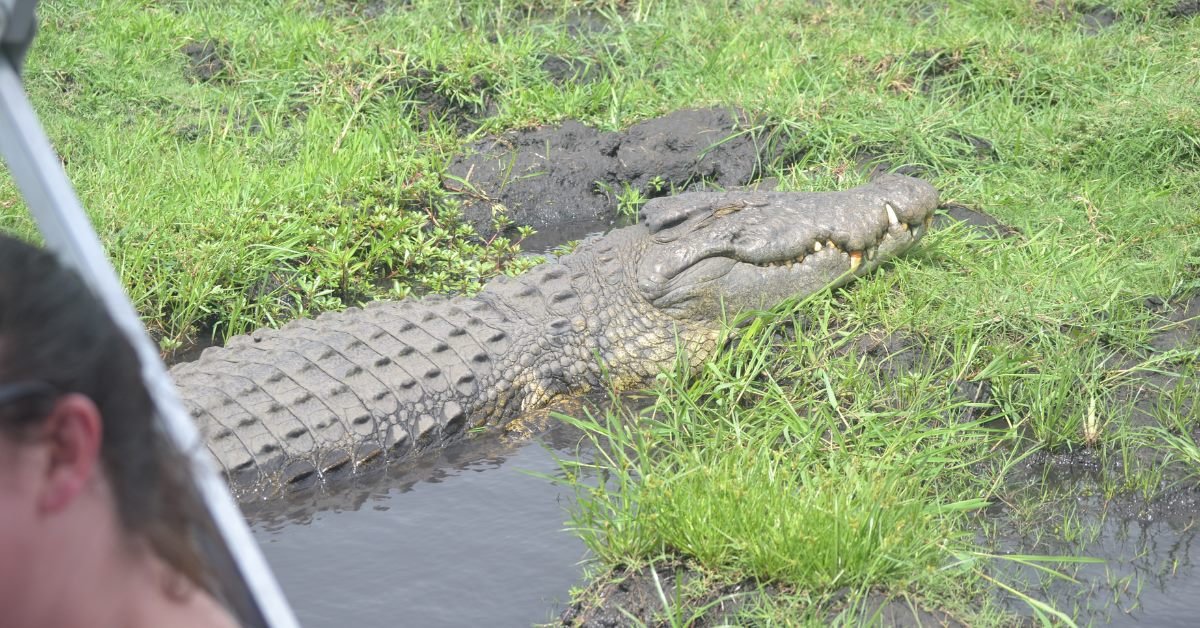 Nile crocodile on the Chobe River, Botswana