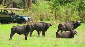 Game drive in Zambezi National Park, Zimbabwe